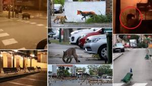 Increíble: En varias partes del mundo se reportaron la presencia de animales salvajes que vagan por las calles luego de la cuerentena impuesta en varios países con la intención de prevenir el COVID-19.