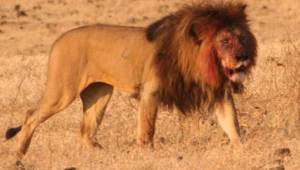 Los leones de la reserva animal en Sibuya, África, se comieron a los cazadores y salvaron al rinoceronte.