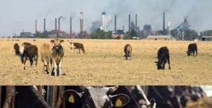 El blog del doctor Elmer López: El ganado y la extinción del planeta tierra