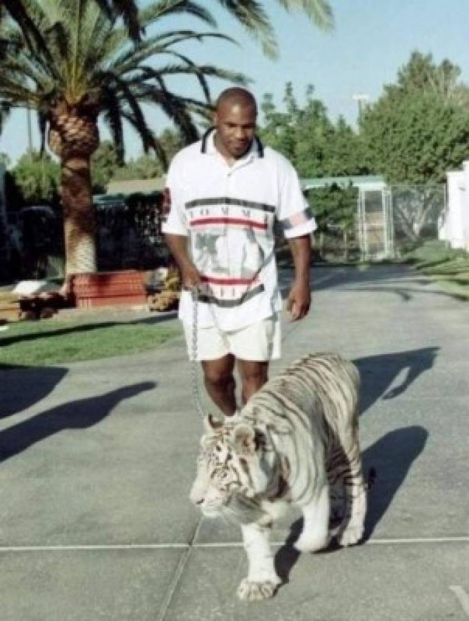 Mike Tyson: Así era el hermoso tigre que le despedazó el brazo a una mujer en Estados Unidos