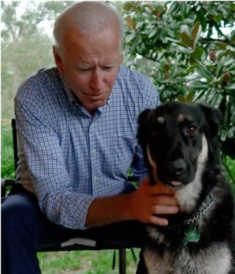 ¿Qué hicieron? Expulsan a los dos perros del presidente Joe Biden de la Casa Blanca