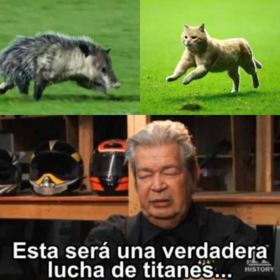 El gato, protagonista de los memes del sufrido triunfo de México ante Bermudas