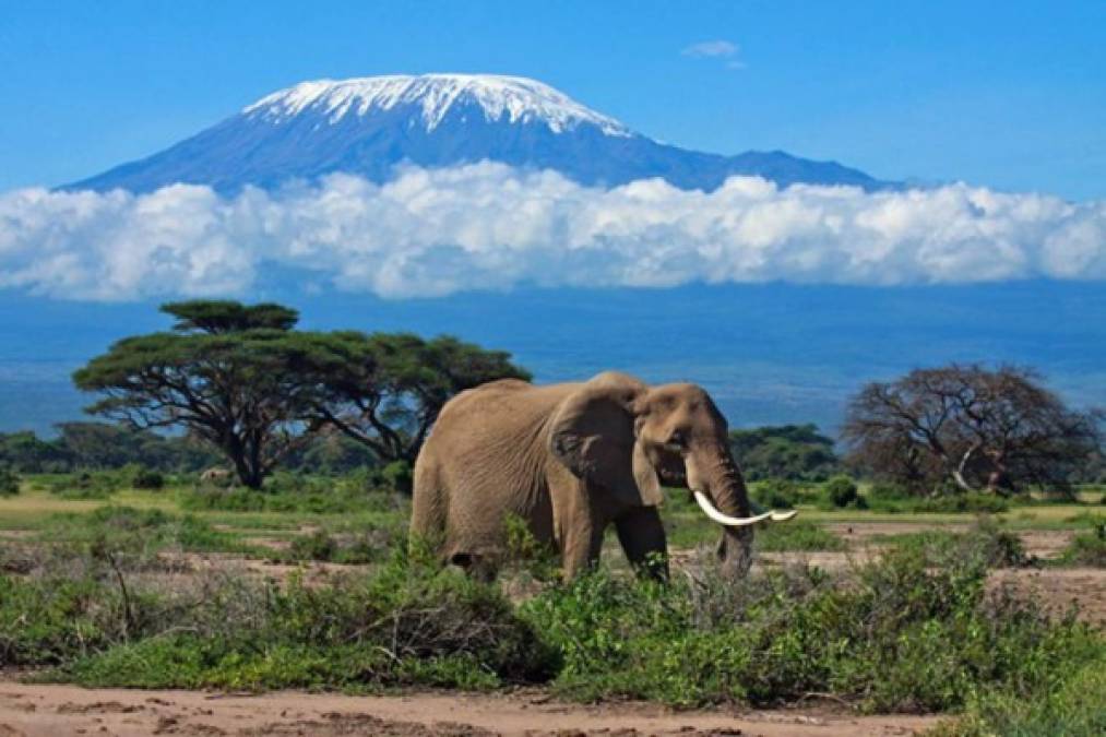 Técnico del Leicester confiesa que tuvo coronavirus y lo compara con subir el Kilimanjaro