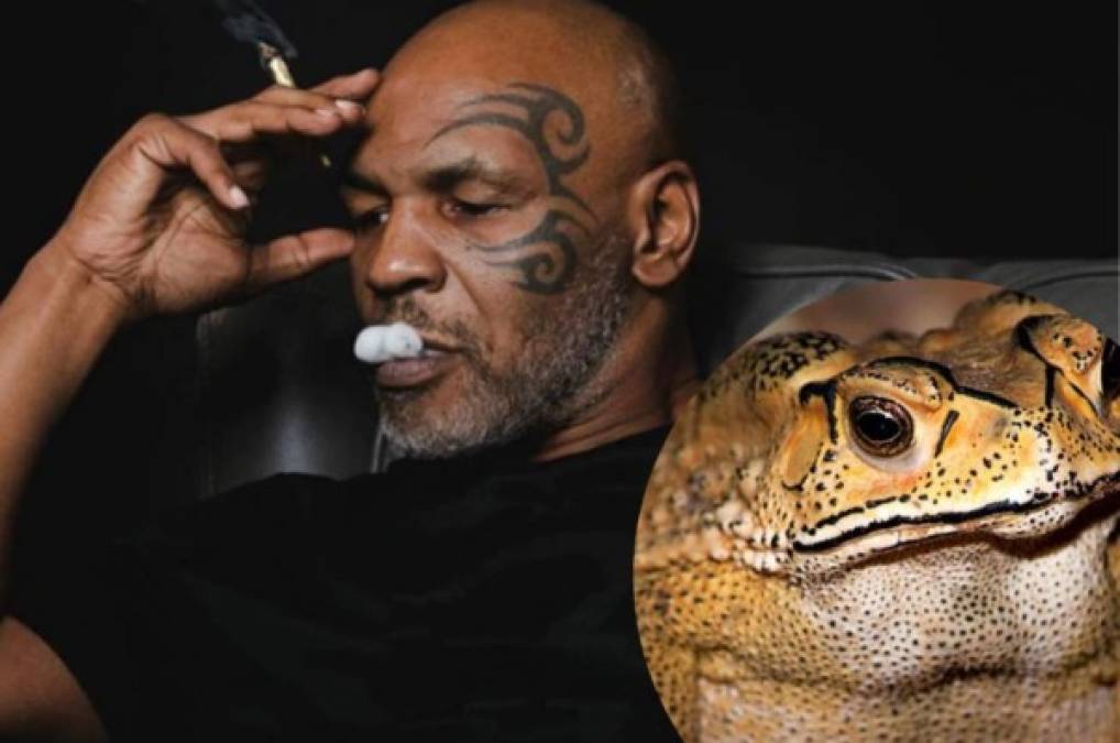 Mike Tyson reveló que fumó veneno de sapo y le cambió la vida: 'Es casi como si renacieras'  