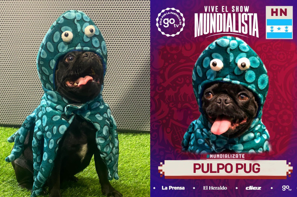 Pulpo Pug: el perro sensación que marcará la pauta del Mundial de Qatar en Honduras