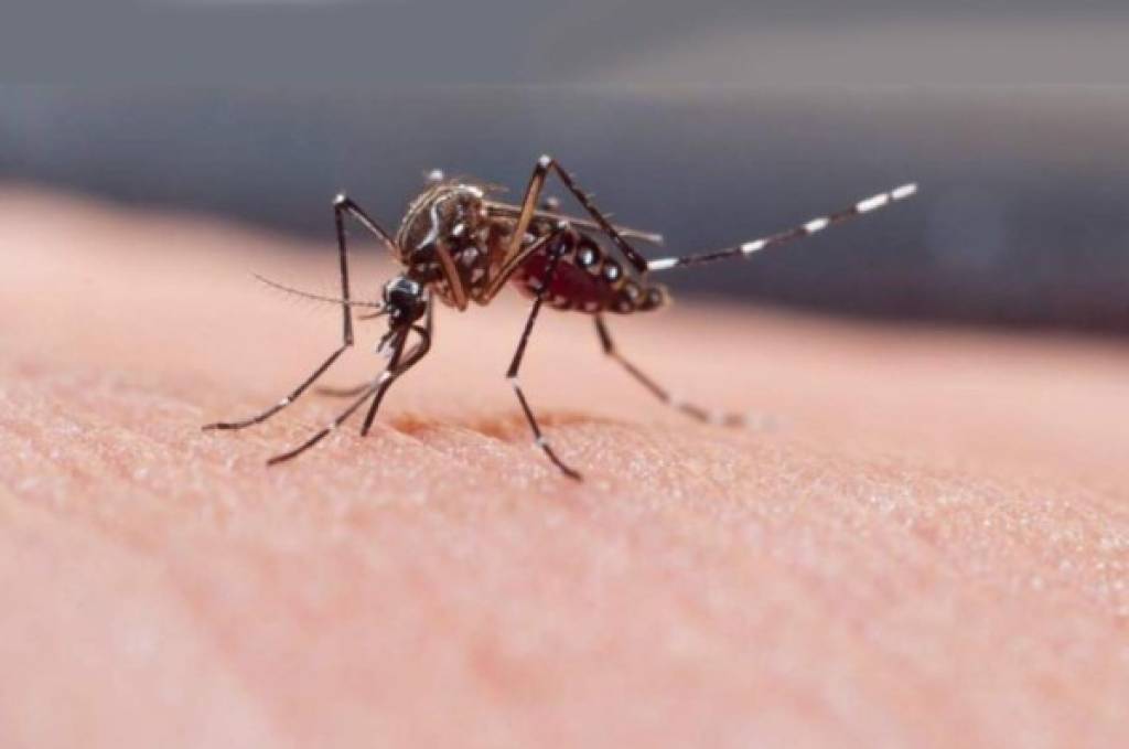 Liberarán 750 millones de mosquitos modificados genéticamente para combatir el dengue