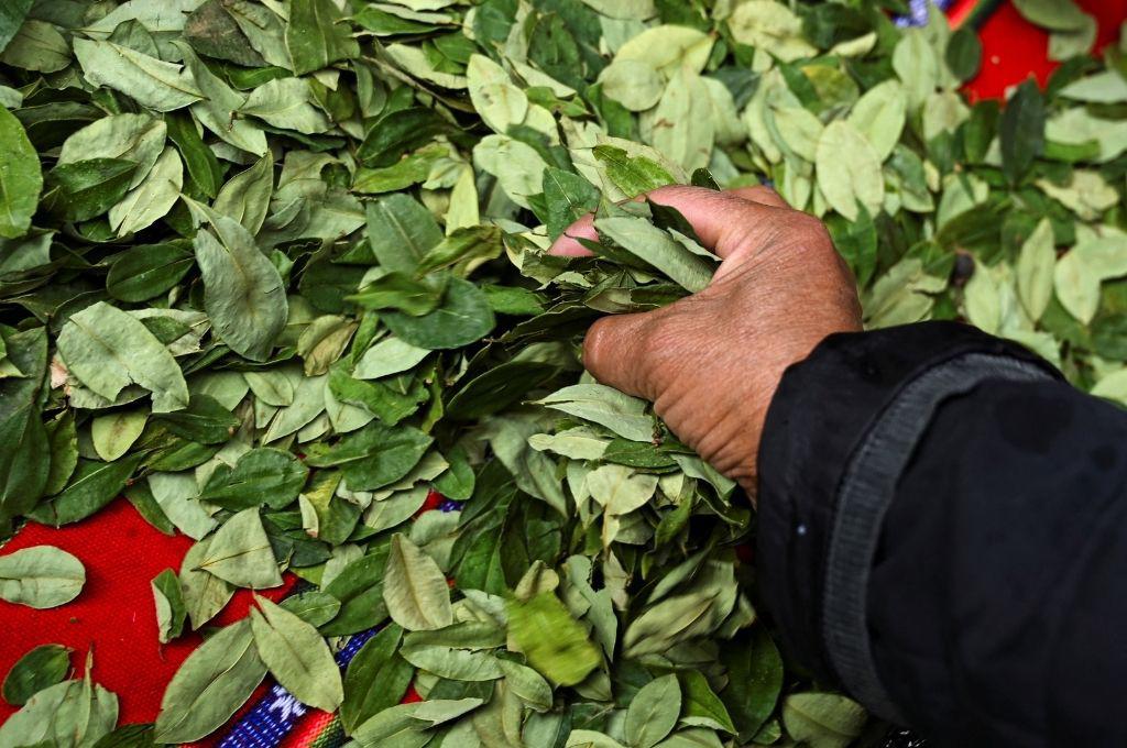 Hojas de coca predicen la selección que ganará en el repechaje rumbo al Mundial 2026