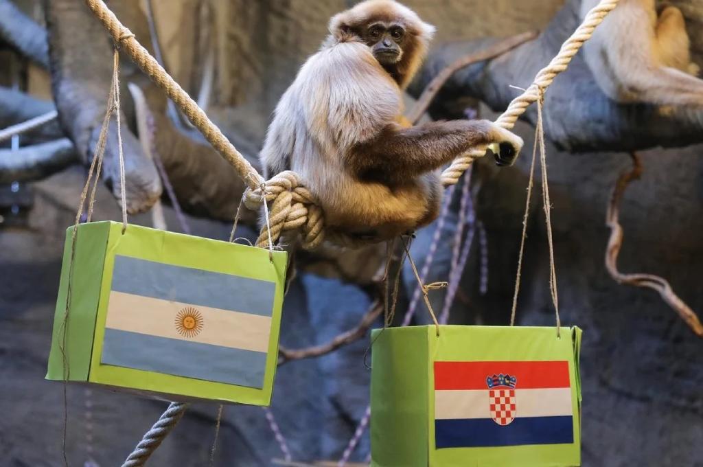¡Vibrante previa! Un mono predijo el ganador del Argentina - Croacia y vuelan la camiseta más grande del mundo