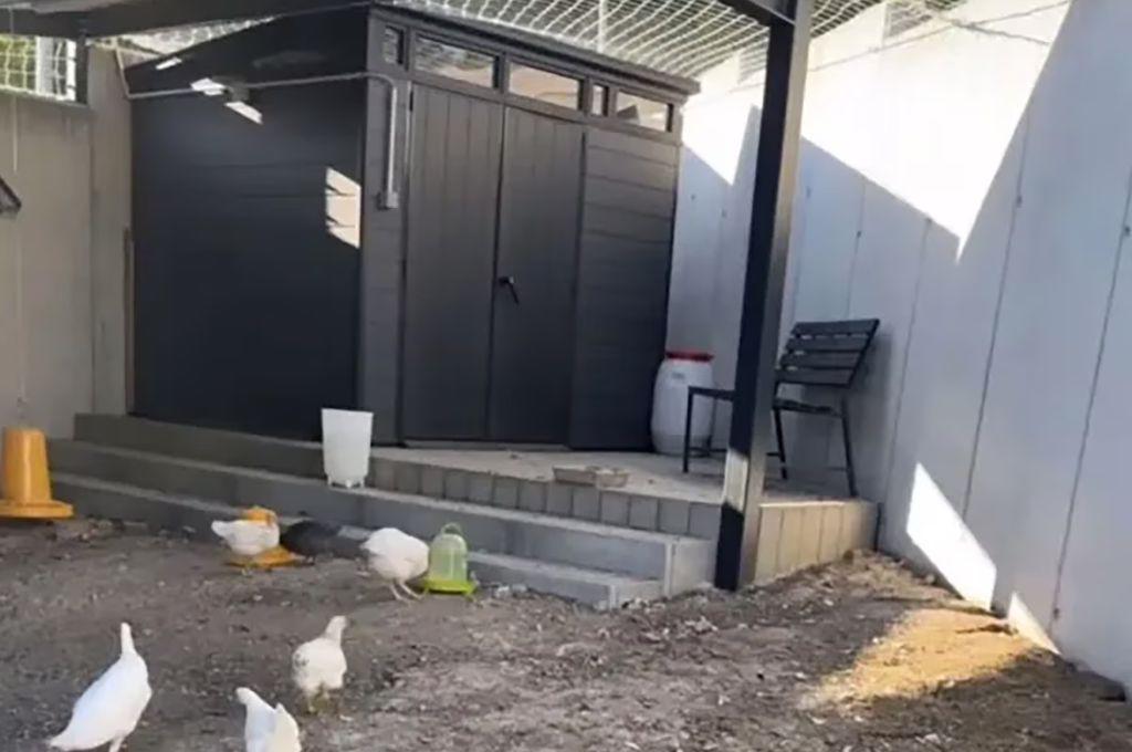 Fue leyenda del Napoli, se retiró del fútbol y sorprende con su nuevo emprendimiento: “hotel para gallinas”