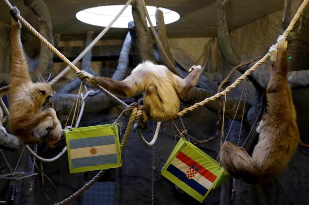 ¡Vibrante previa! Un mono predijo el ganador del Argentina - Croacia y vuelan la camiseta más grande del mundo