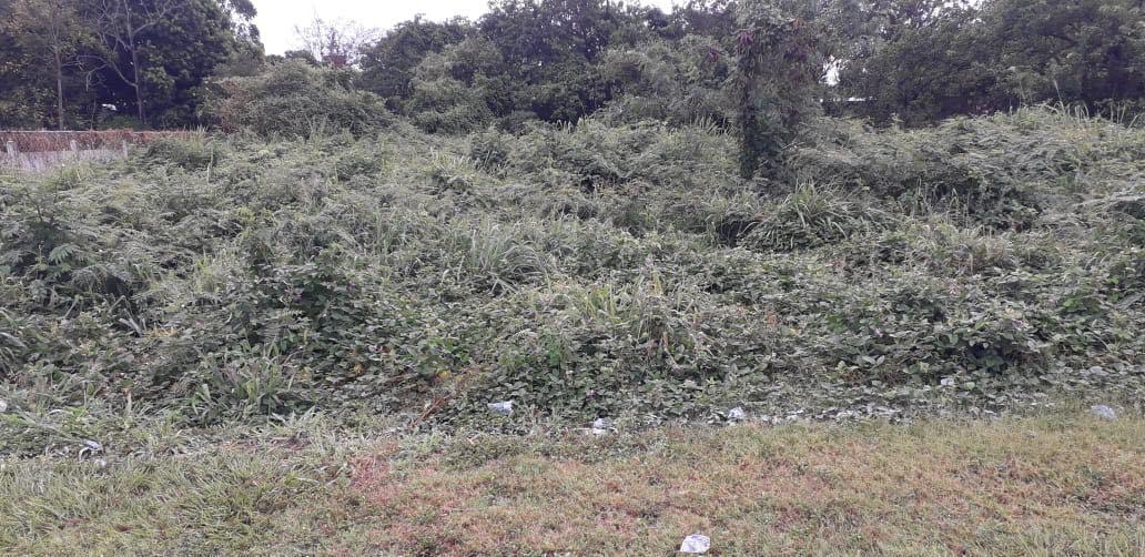 El estadio Milton Flores de La Lima en completo abandono: La detestable forma en cómo entrenan las Ligas Menores