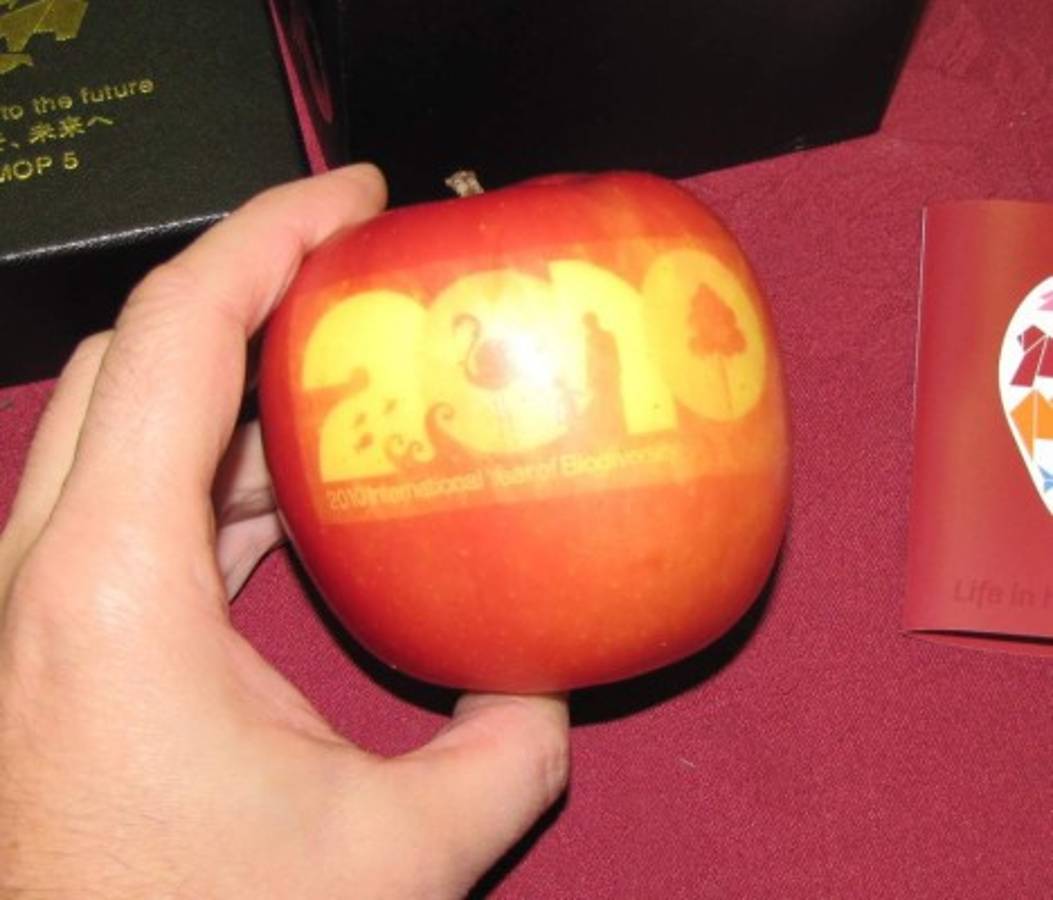 FOTOS: Nacen manzanas artísticas en Shanghai, China