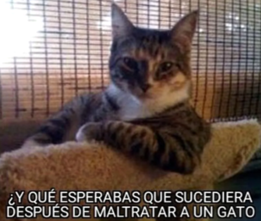 La venganza del michi: memes destrozan a Brasil tras quedar eliminado del Mundial ante Croacia