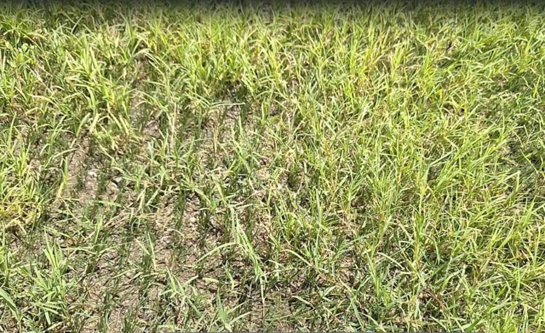 Estadio Morazán, en malas condiciones tras millonaria inversión: así de deteriorada luce la nueva cancha