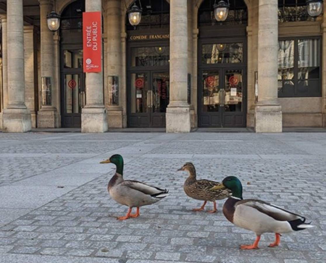 ¡Impactante! Los animales ocupan las calles de las desoladas ciudades del mundo