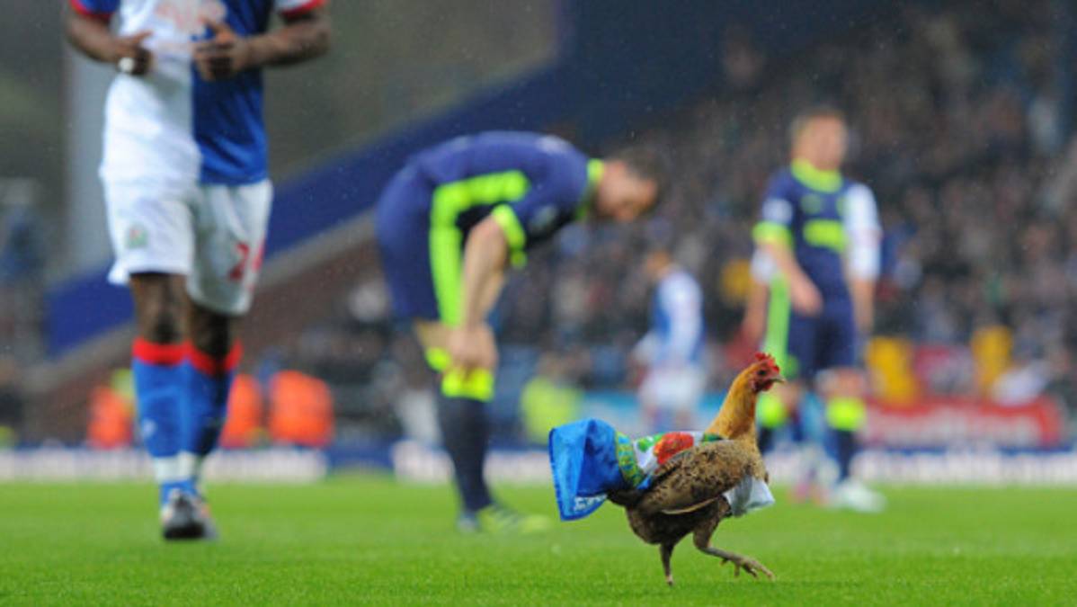 La gallina que detuvo un juego en Inglaterra