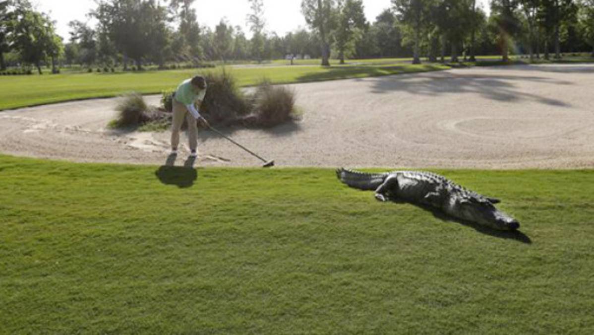 VIDEO: Cocodrilo de tres patas invade cancha de golf en el PGA