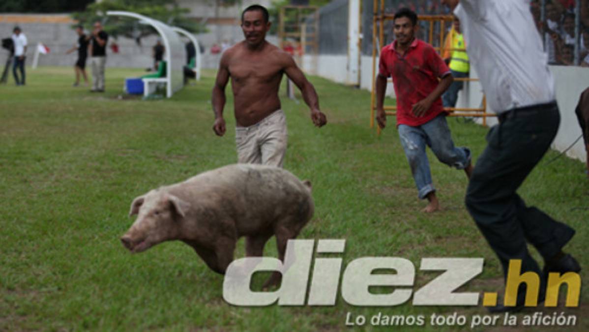 Un cerdito suelto en Tocoa durante el Real Sociedad-Real España