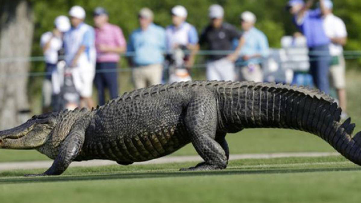 VIDEO: Cocodrilo de tres patas invade cancha de golf en el PGA