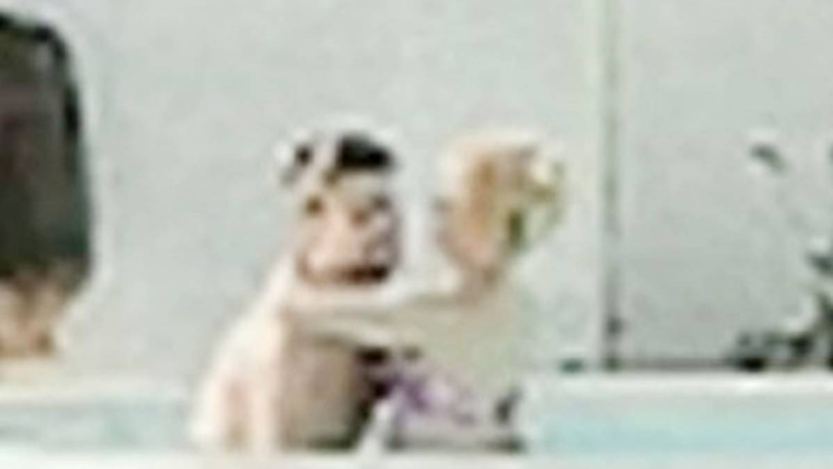 Aparecen imágenes del supuesto video prohibido de Shakira y Piqué