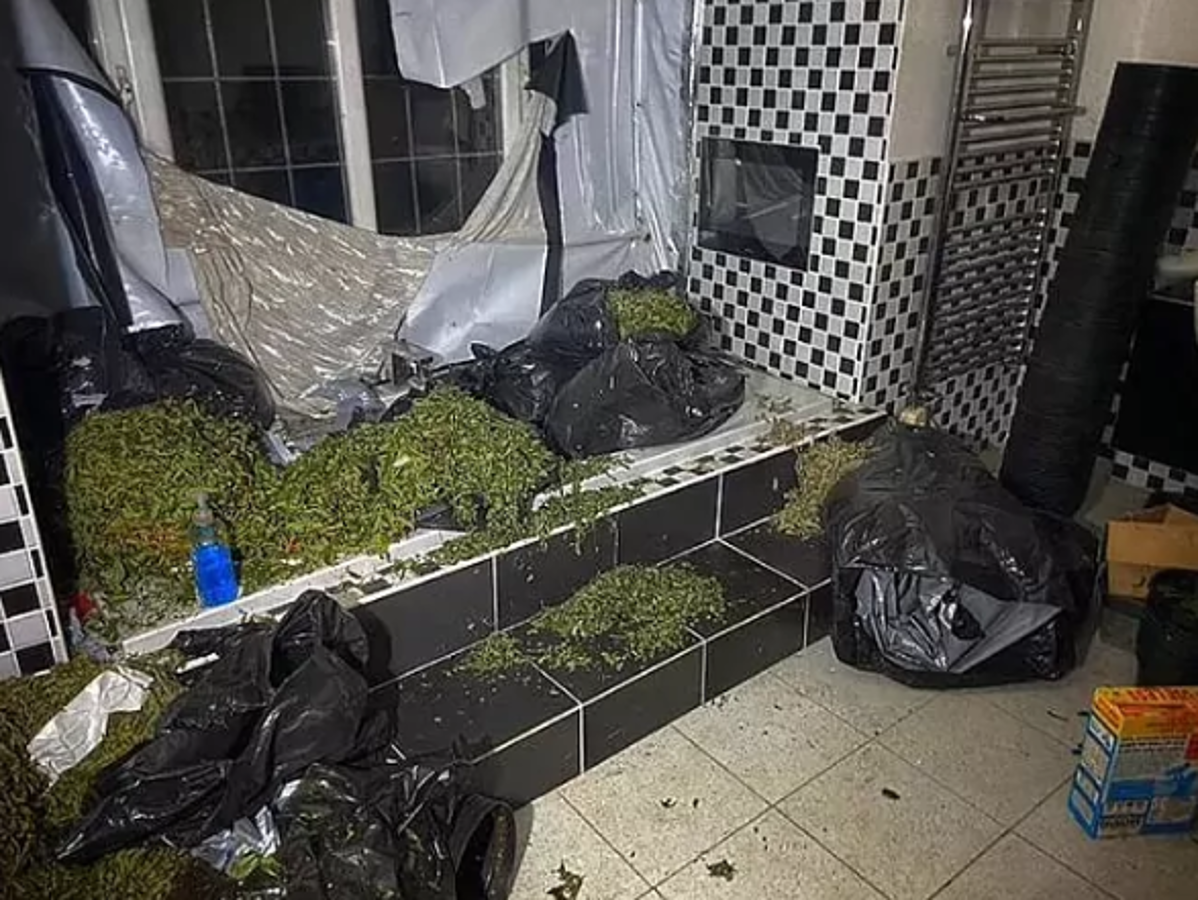Youtuber se cuela a la mansión de un crack y se lleva tremenda sorpresa: una plantación industrial de marihuana