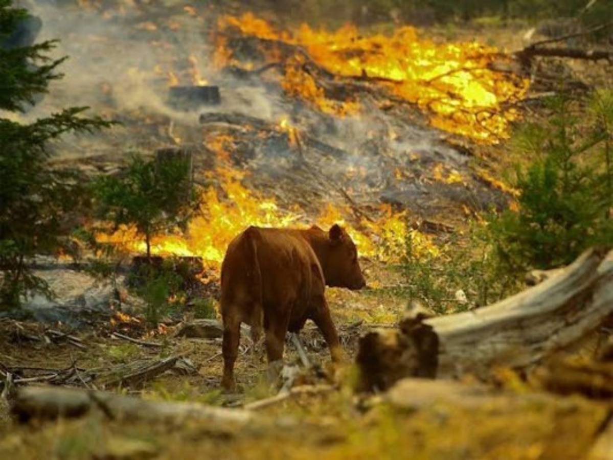 Las imágenes del terrible incendio que devora el Amazonas, el pulmón del mundo