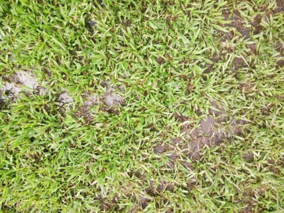 Así de deteriorada luce la cancha del estadio Francisco Martínez de Tocoa