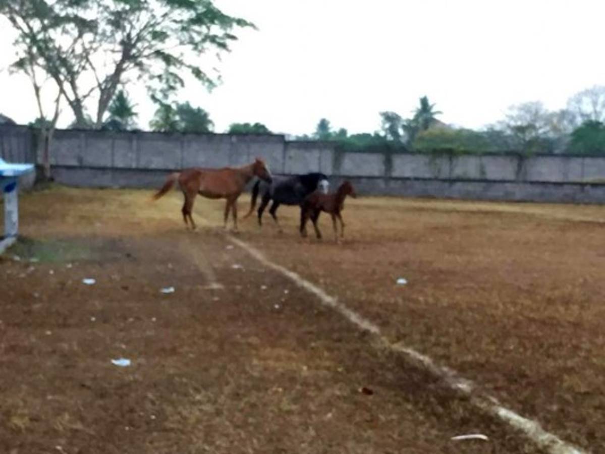 ¡Sirve de potrero! Así de descuidado luce uno de los estadios de Honduras