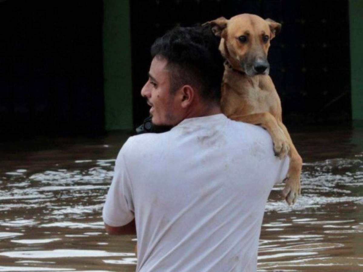 Sorprendentes fotos: Hondureños no abandonan a sus animales durante el desastre provocado por Eta