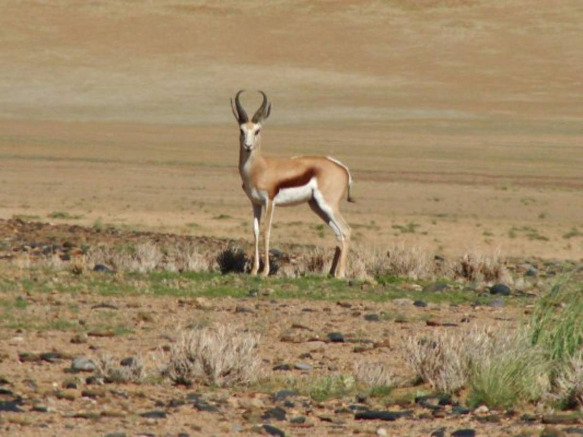 Los 10 animales que son más veloces que Usain Bolt