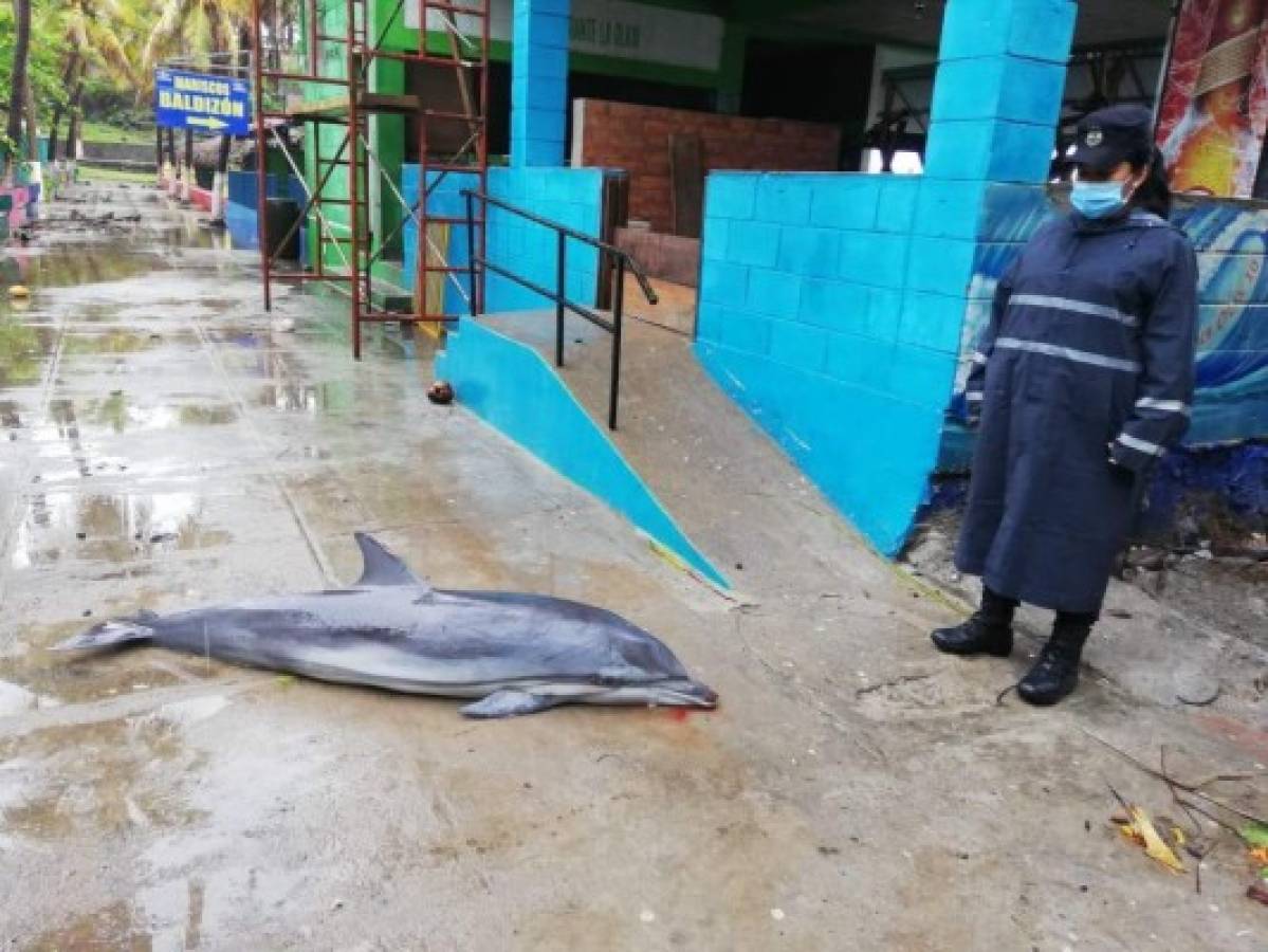 Impactantes imágenes de la tormenta que arrasó en El Salvador y dejó pérdidas humanas