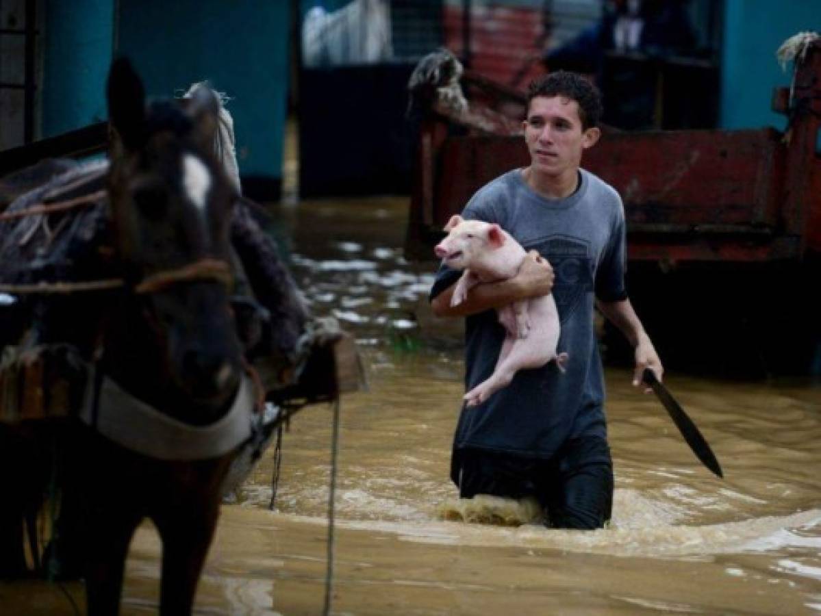 Sorprendentes fotos: Hondureños no abandonan a sus animales durante el desastre provocado por Eta