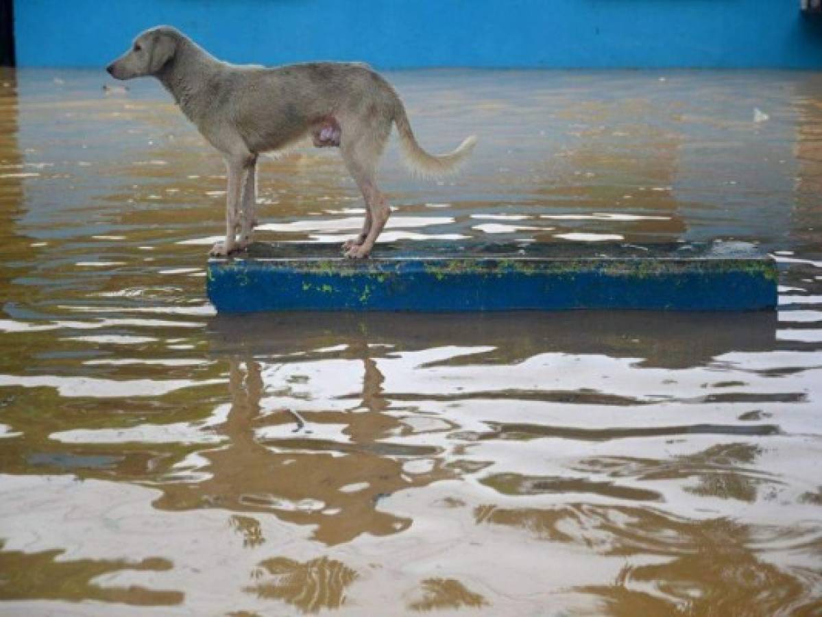 Sorprendentes fotos: Hondureños no abandonan a sus animales durante el desastre provocado por Eta