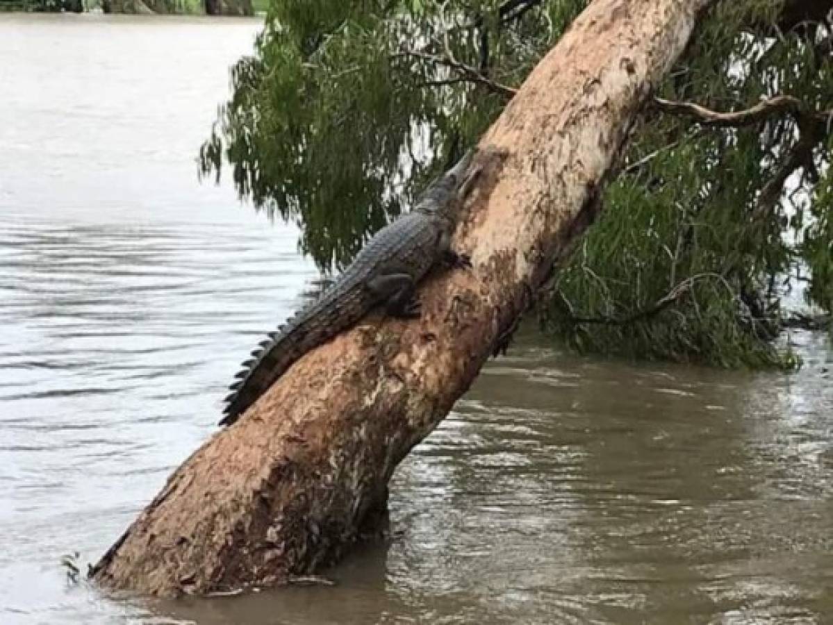 Cocodrilos en las calles: Las imágenes de las devastadoras inundaciones en Australia