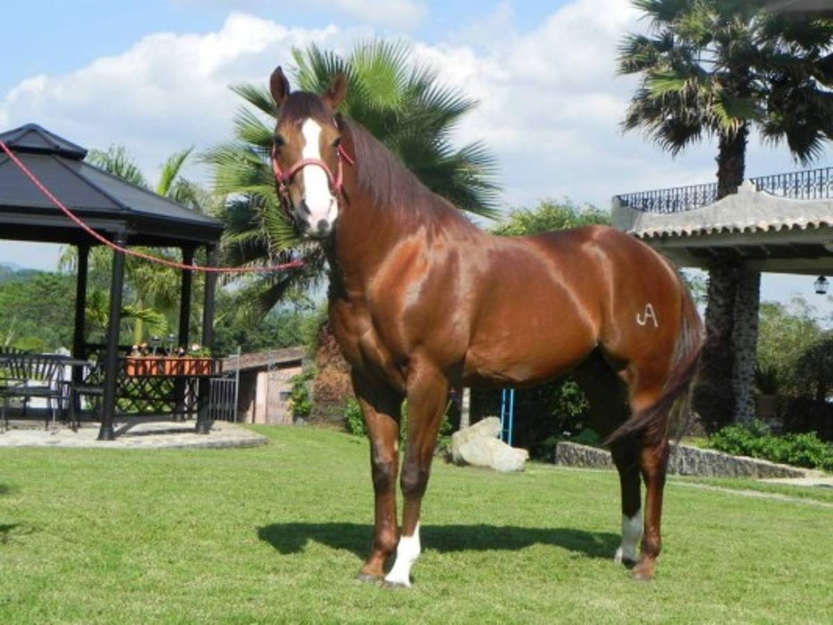 Los 10 animales que son más veloces que Usain Bolt