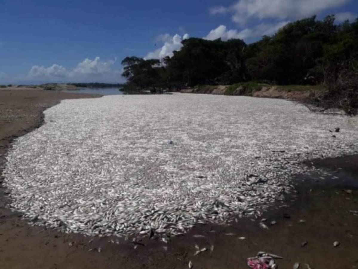 Muerte masiva de peces preocupa a los pescadores de Santa Rosa de Aguán en el departamento de Colón