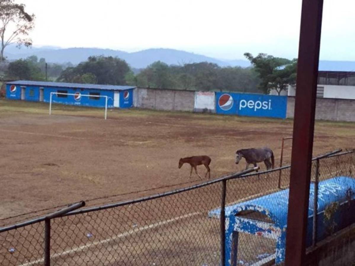 ¡Sirve de potrero! Así de descuidado luce uno de los estadios de Honduras