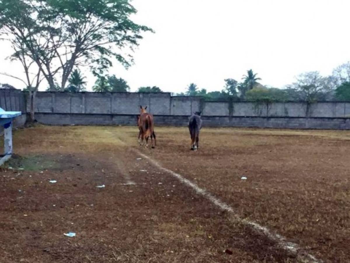 ¡Sirve de potrero! Así de descuidado luce uno de los estadios de Honduras