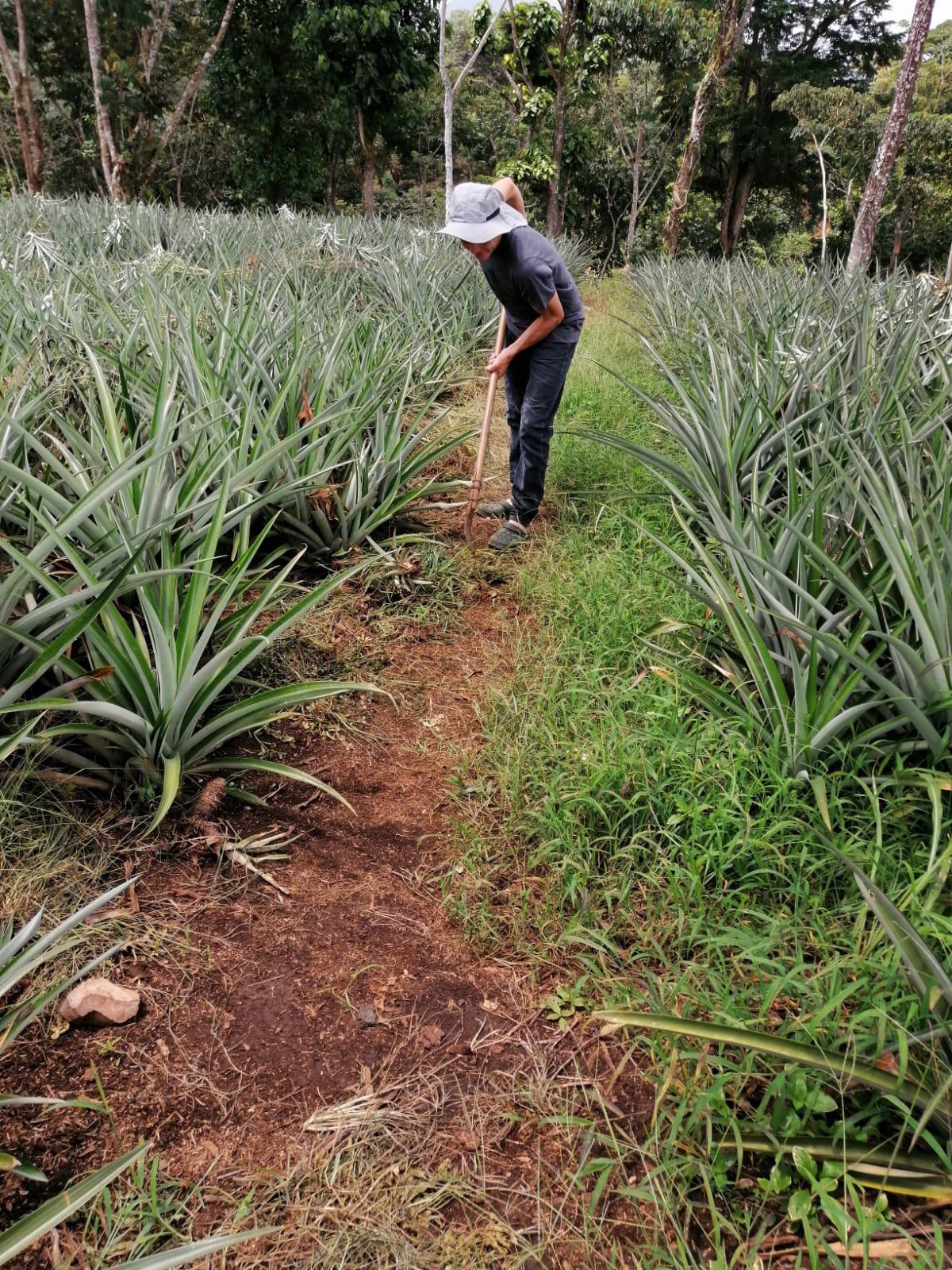 Con machete en mano y cultivando piña: Así es la vida fuera de las canchas de Francisco Martínez y su hermano árbitro