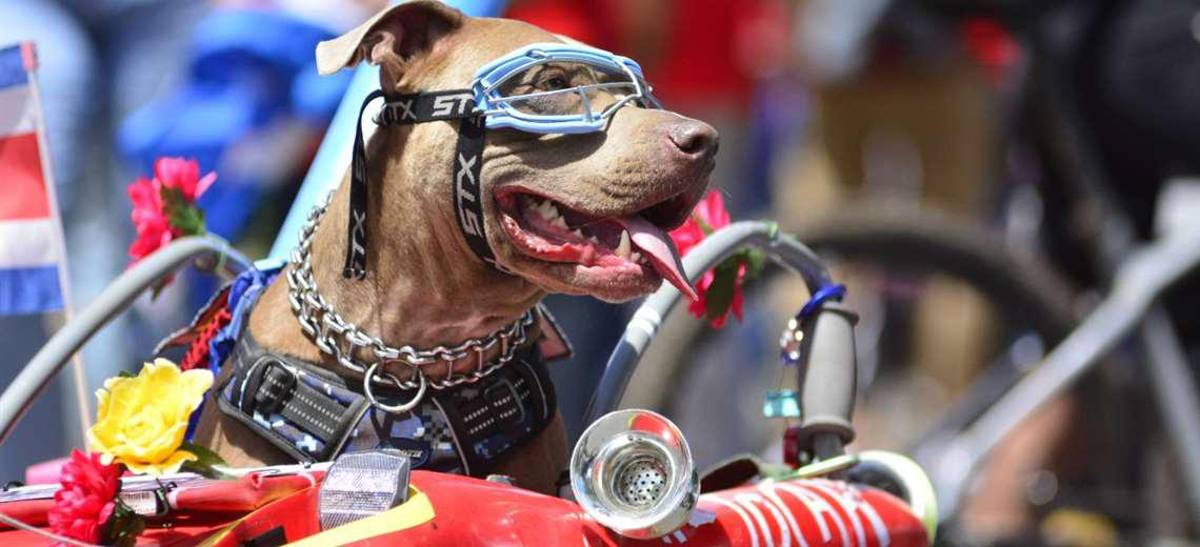 Tambores, bailes, el pitbull disfrazado y mucha alegría en Costa Rica tras lograr su clasificación al Mundial de Qatar 2022