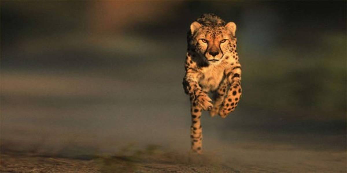 Los 10 animales que son más veloces que Usain Bolt