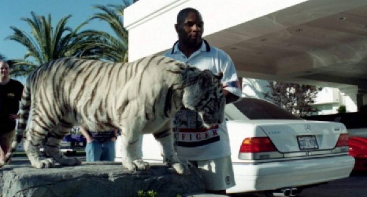 Mike Tyson: Así era el hermoso tigre que le despedazó el brazo a una mujer en Estados Unidos