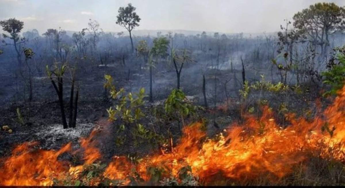 Las imágenes del terrible incendio que devora el Amazonas, el pulmón del mundo
