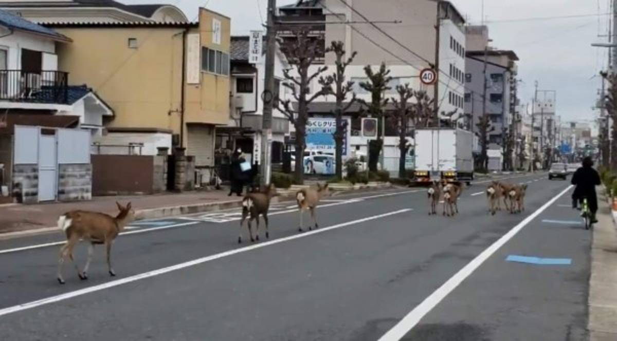 Coronavirus: Animales salvajes se pasean por las calles ante la ausencia de humanos