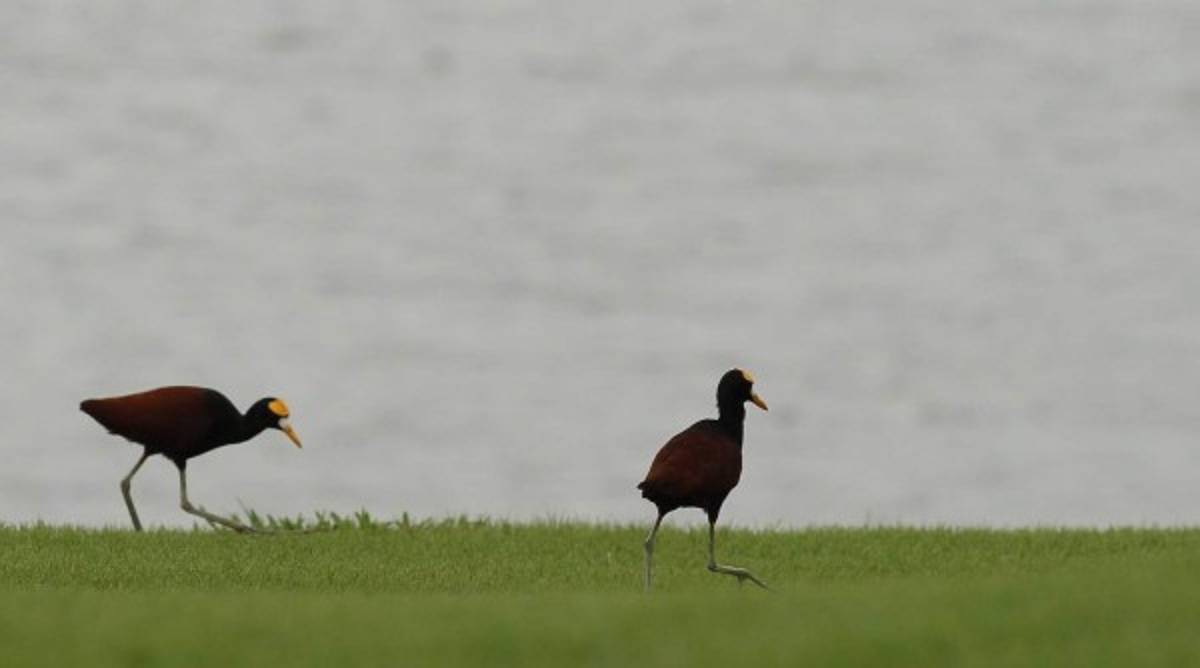 Las mejores del segundo día del PGA Tour Latinoamérica en Honduras