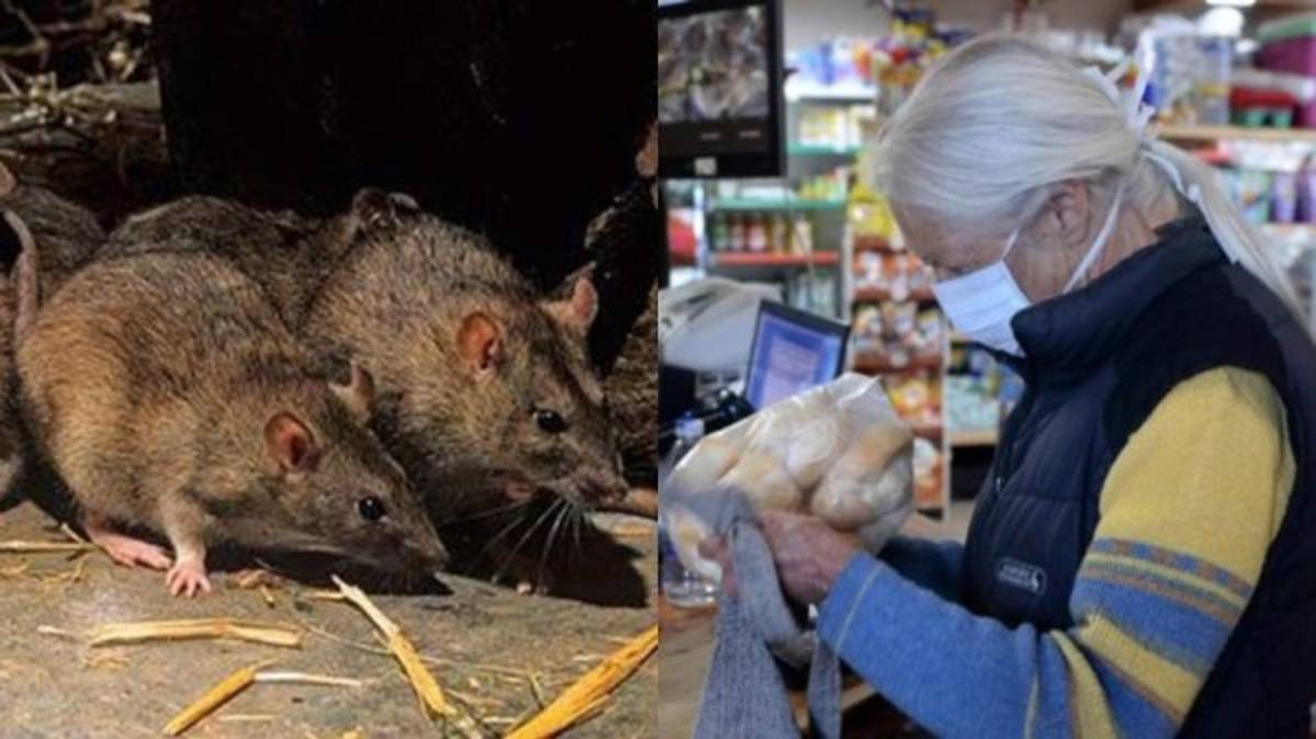 ¡Transmitidos por ratas, monos y aves! Estos son los 10 virus más letales en el mundo