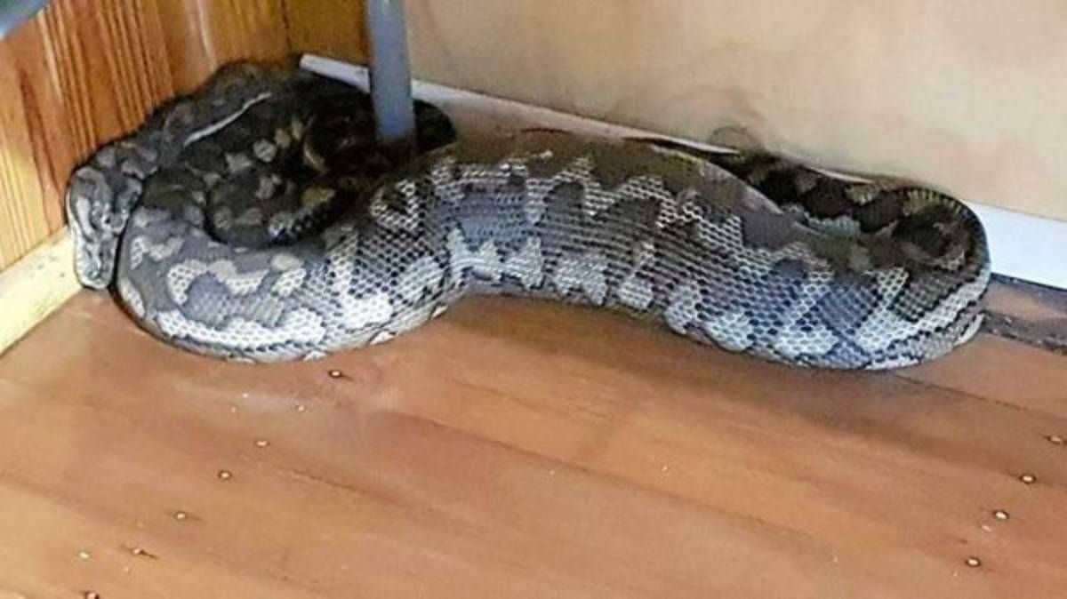 27 fotos que demuestran que Australia es un país 'aterrador' para vivir