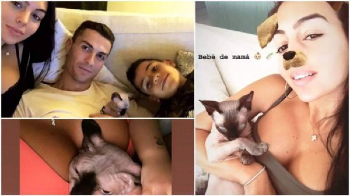 ¿Qué cuesta el gato de Cristiano Ronaldo? Los animales exóticos que tienen los deportistas