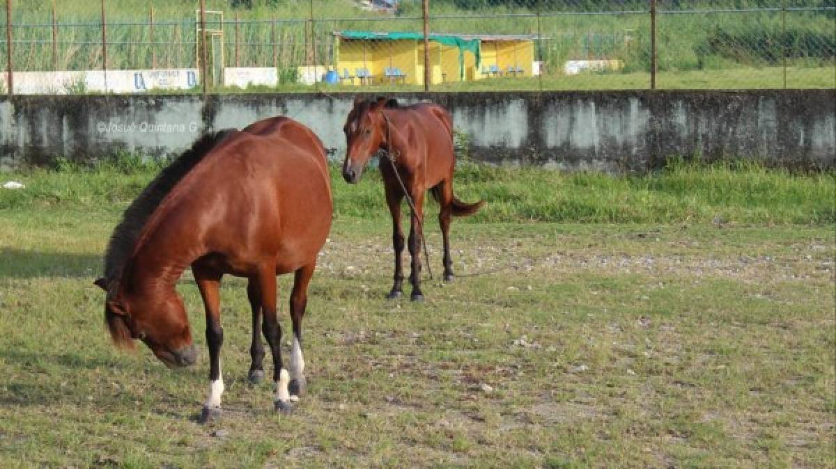 Jugadores del Tela FC dejan el balón a un lado y comienzan a limpiar el estadio Alfredo León Gómez