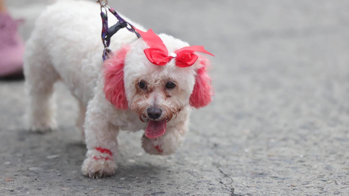 Maratón La Prensa: Atletismo puro, belleza femenina, mascotas corriendo y alegría en búsqueda de la meta